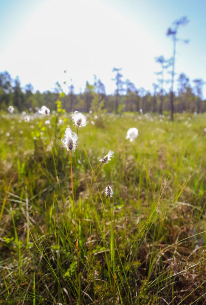 Luontokuva Parkanon luontokohteesta