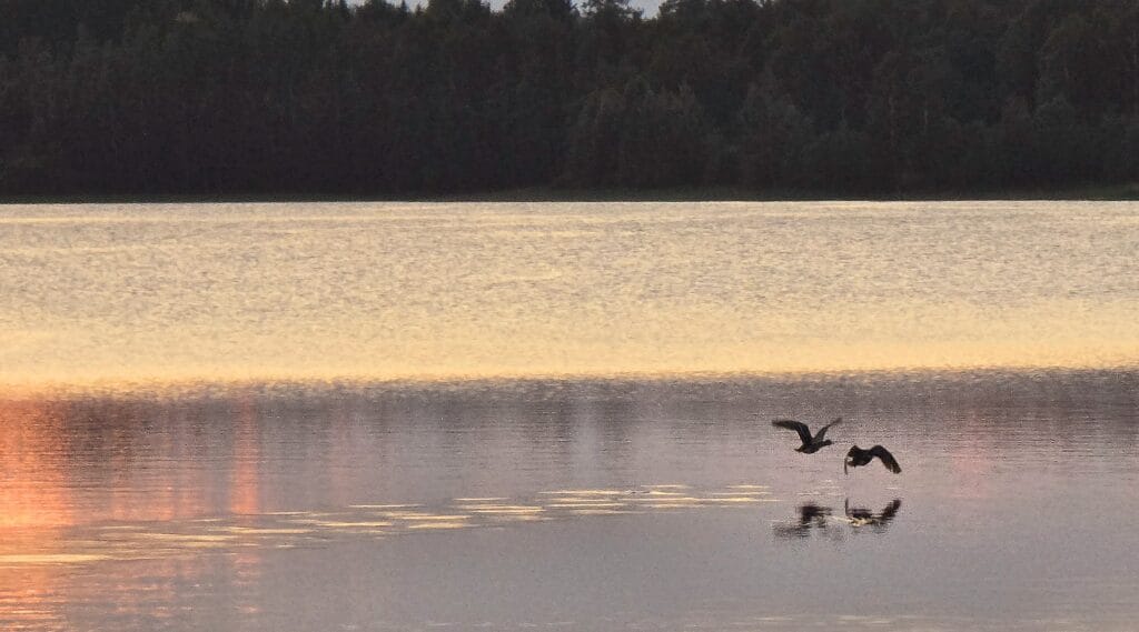 Sorsat lentävät järvellä, rakentaminen