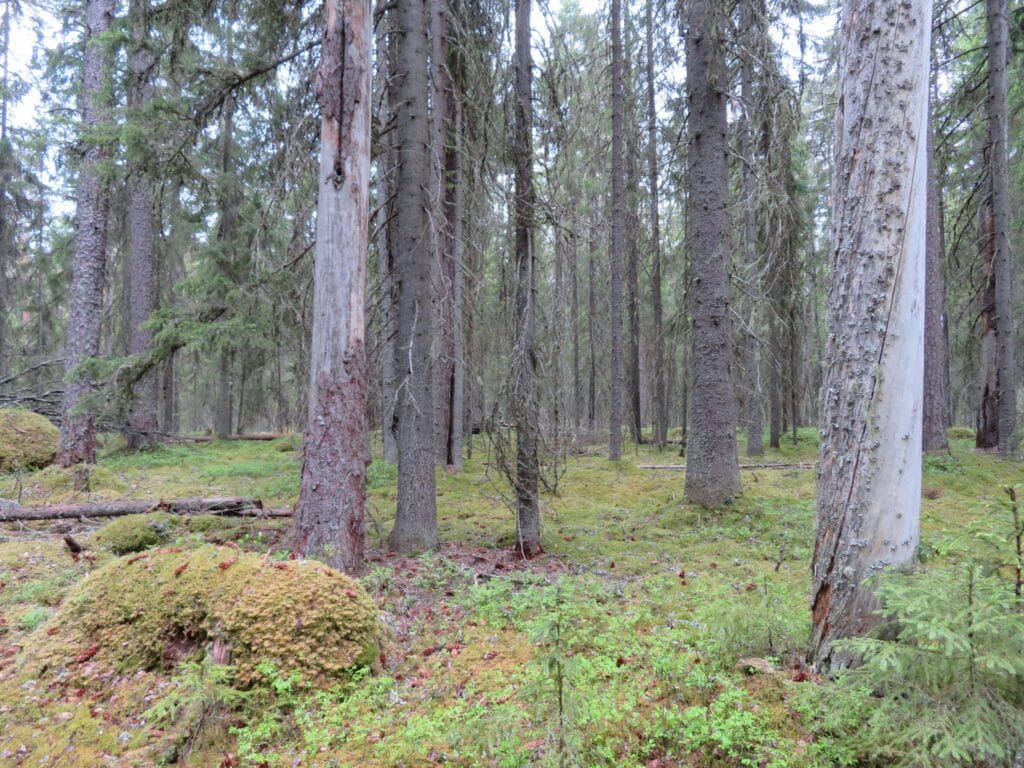 Rengassalon vanhaa metsää