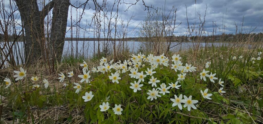 Valkovuokot Kirkkojärven rannalla