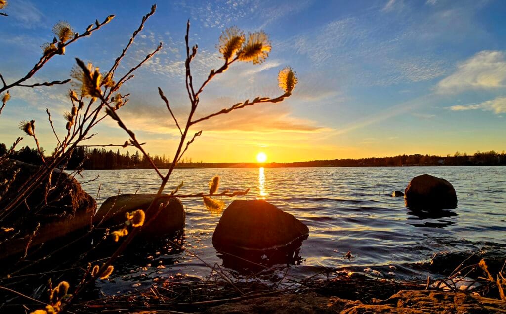 Järvimaisema keväällä pajunkissojen kukkiessa