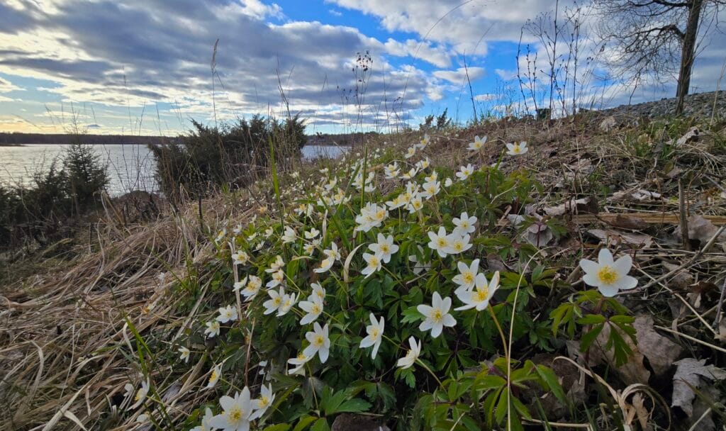 Valkovuokot rinteessä, järven rannalla